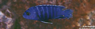 Labidochromis sp. 'gigas lupingu'