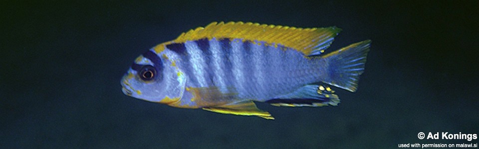 Labidochromis sp. 'hongi' Hongi Island