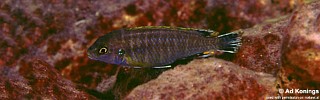 Labidochromis sp. 'likomae'