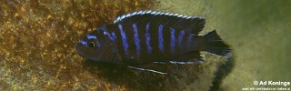 Labidochromis sp. 'lividus mozambique'