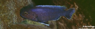 Labidochromis sp. 'lividus nkhungu'