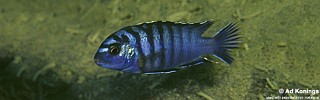 Labidochromis sp. 'lundu blue'