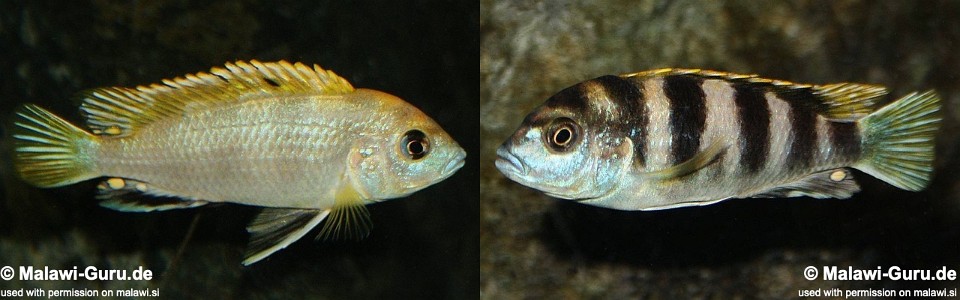 Labidochromis sp. 'perlmutt' (unknown locality)