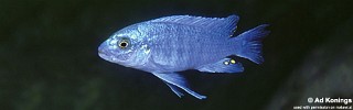 Labidochromis sp. 'textilis cobalt'