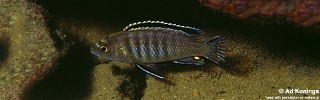 Labidochromis sp. 'zebra eastern'