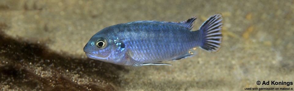 Labidochromis strigatus 'Chizumulu Island'