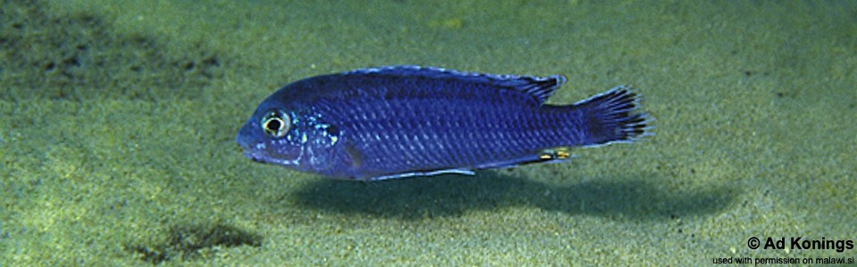 Labidochromis strigatus 'Same Bay'