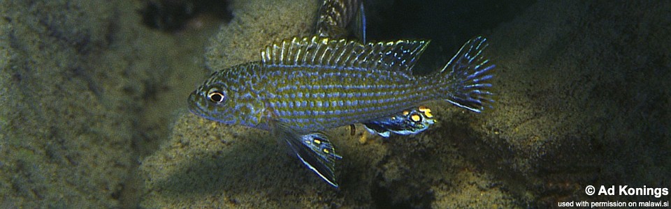 Labidochromis textilis 'Hai Reef'