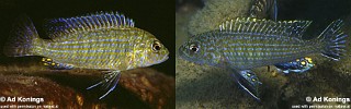 Labidochromis textilis