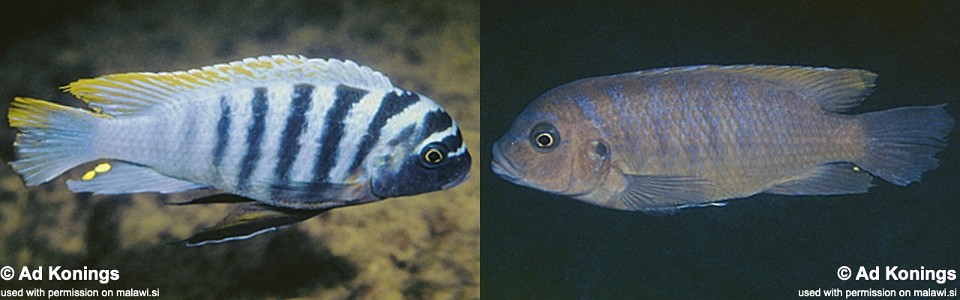 Maylandia fainzilberi 'Higga Reef'<br><font color=gray>Metriaclima fainzilberi 'Higga Reef'</font> 