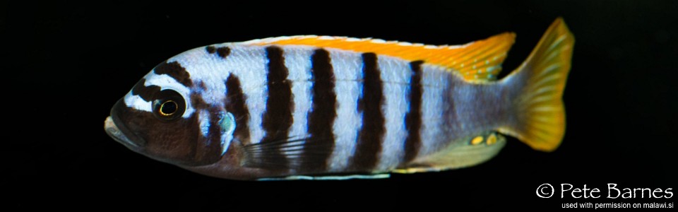 Maylandia pyrsonotos 'Mkondiwa (Nakantenga; Kambiri) Reef'<br><font color=gray>Metriaclima pyrsonotos 'Mkondiwa (Nakantenga; Kambiri) Reef'</font> 