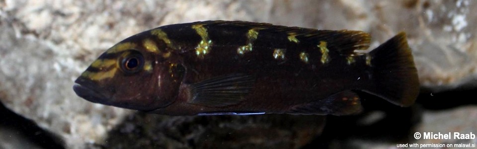 Melanochromis baliodigma  (unknown locality)