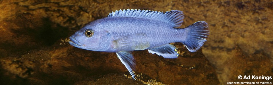 Melanochromis kaskazini (unknown locality)