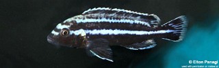 Melanochromis loriae 'Likoma Island'.jpg