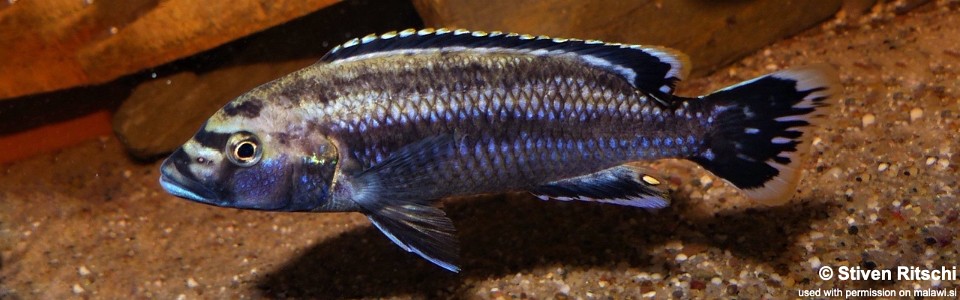 Melanochromis melanopterus (unknown locality)