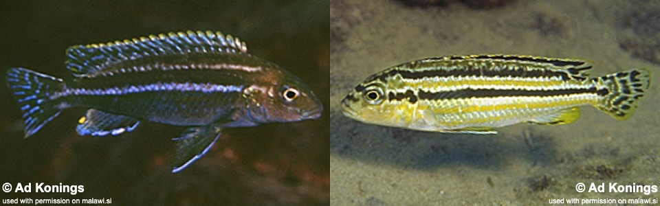 Melanochromis mossambiquensis 'N'kolongwe'