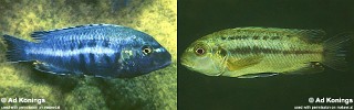 Melanochromis robustus