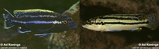 Melanochromis simulans