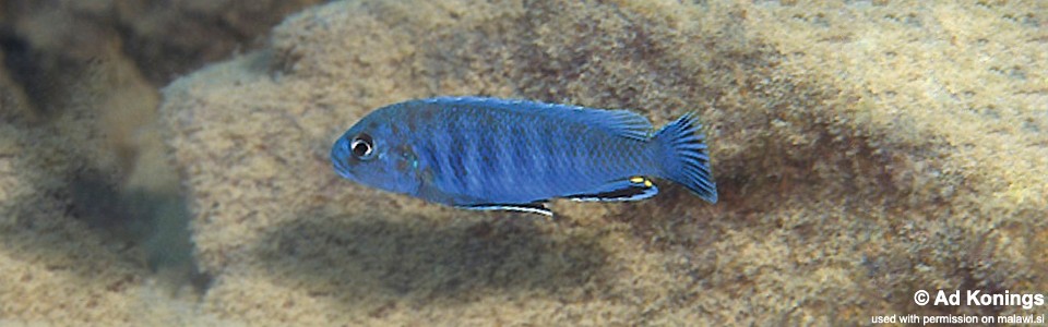 Pseudotropheus sp. 'perspicax tanzania' Hai (Chimate) Reef