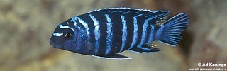 Tropheops sp. 'elongatus chizumulu'