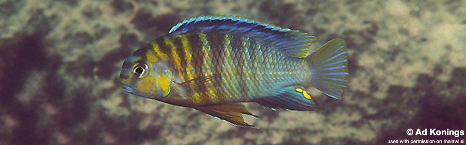 Tropheops tropheops 'Mazinzi Reef'<br><font color=gray>Tropheops sp. 'broadmouth' Mazinzi Reef</font> 