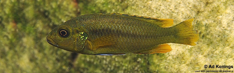 Melanochromis vermivorus 'Boadzulu Island'