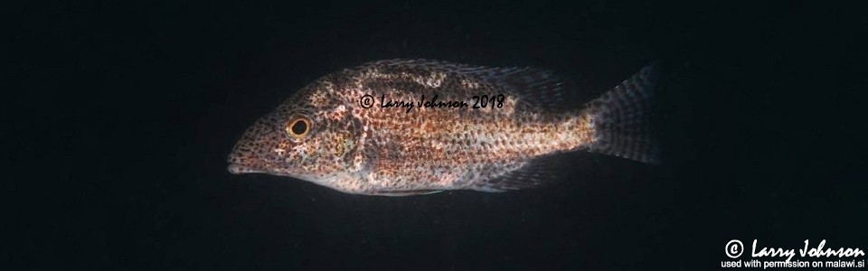 Nimbochromis linni 'Boadzulu Island'