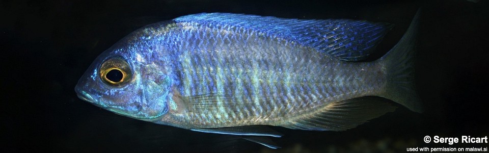 Placidochromis sp. 'electra boadzulu' Boadzulu Island