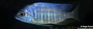 Placidochromis sp. 'electra boadzulu' Boadzulu Island.jpg