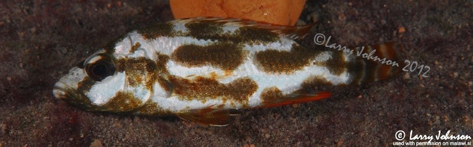 Nimbochromis livingstoni 'Border'