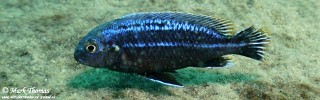 Melanochromis dialeptos 'Border'.jpg