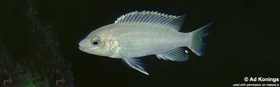 Labidochromis caeruleus 'Cape Kaiser'