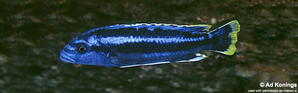 Melanochromis kaskazini 'Cape Kaiser'