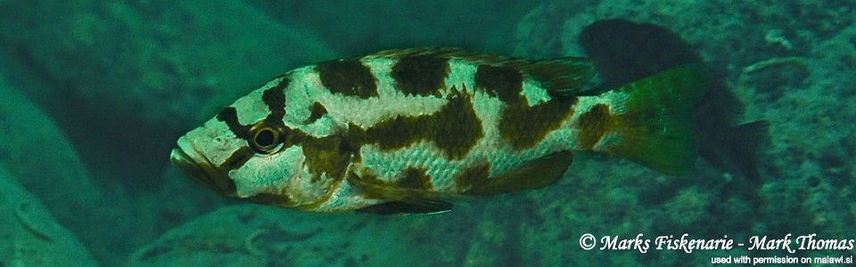 Nimbochromis livingstonii 'Cape Kaiser'