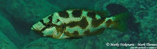Nimbochromis livingstonii 'Cape Kaiser'.jpg