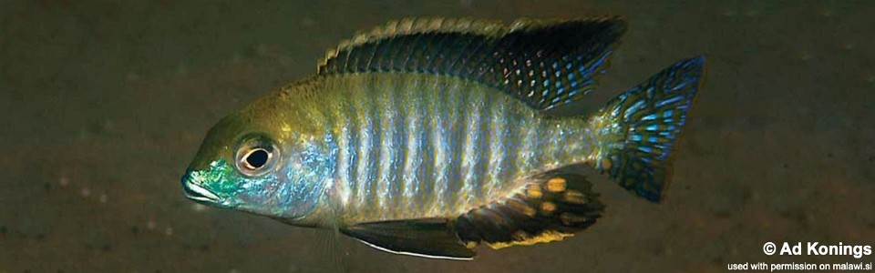 Tramitichromis sp. 'chembe circle' Cape Maclear