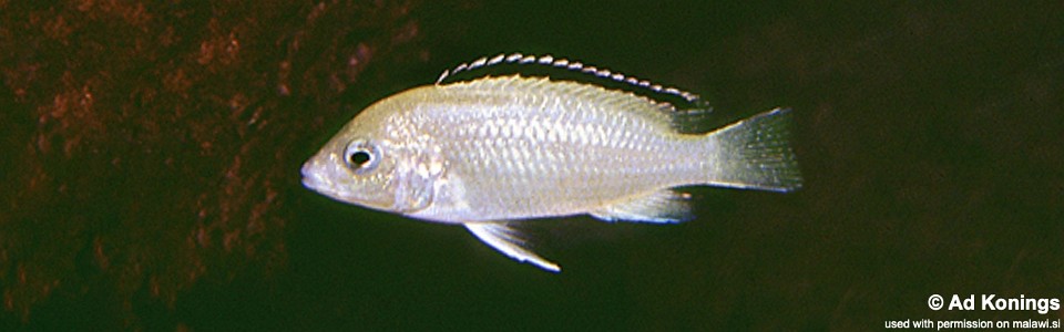 Labidochromis caeruleus 'Chadagha'