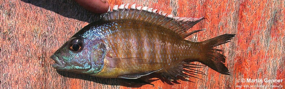 Placidochromis sp. 'blue-head piper' Chembe