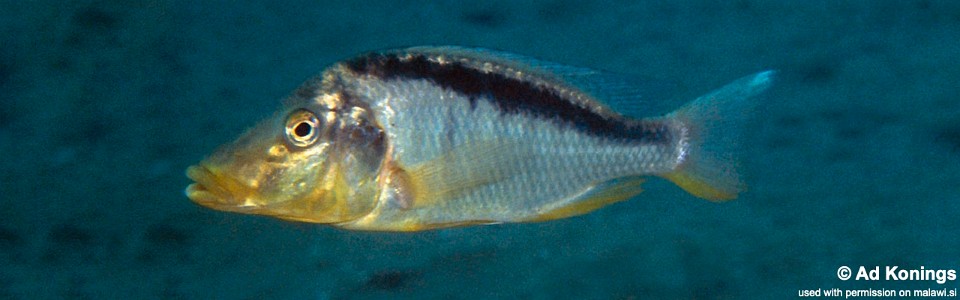 Taeniolethrinops macrorhynchus 'Chesese'