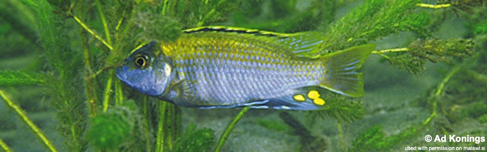 Cyathochromis obliquidens 'Chiloelo'