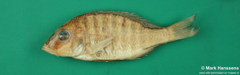 Placidochromis argyrogaster 'Chilola Bay'