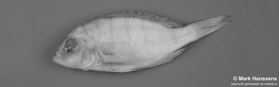 Placidochromis chilolae 'Chilola Bay'