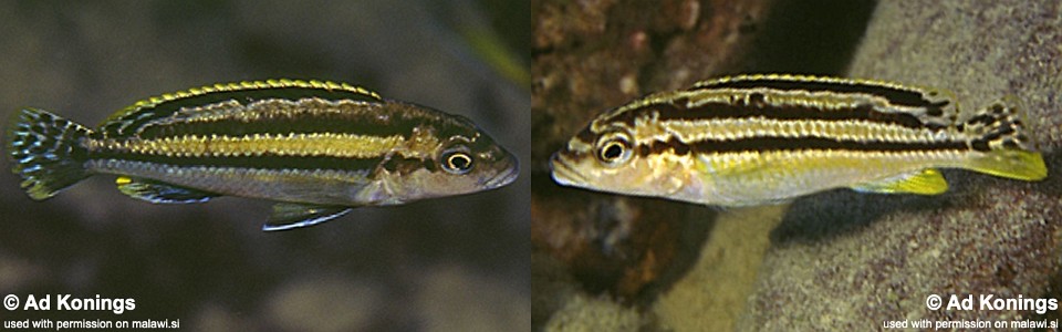 Melanochromis mossambiquensis 'Chilucha Reef'