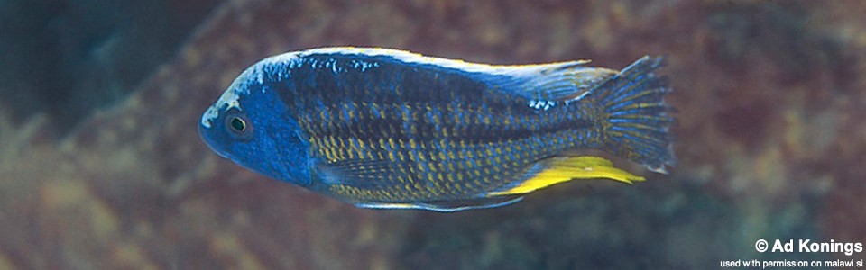 Protomelas sp. 'spilonotus likoma' Chilucha Reef