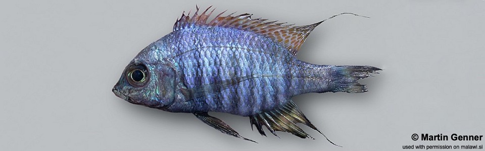 Aulonocara sp. 'blue chilumba' Chilumba Bay