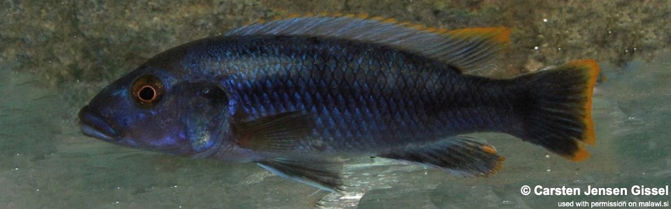 Melanochromis mpoto 'Chilumba'