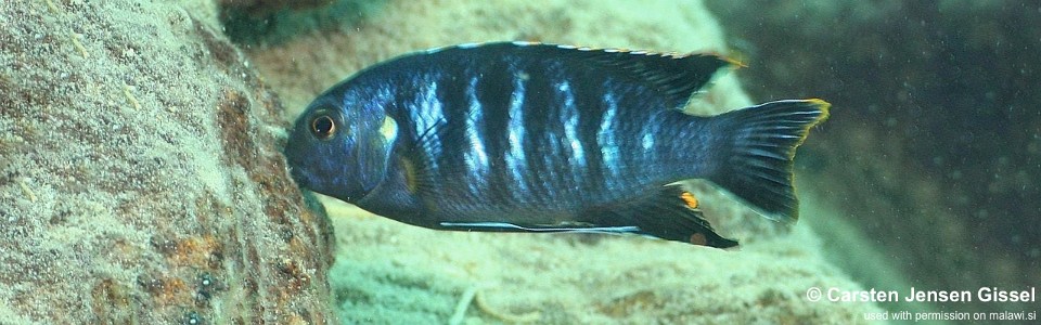 Tropheops sp. 'chilumba' Chilumba Bay