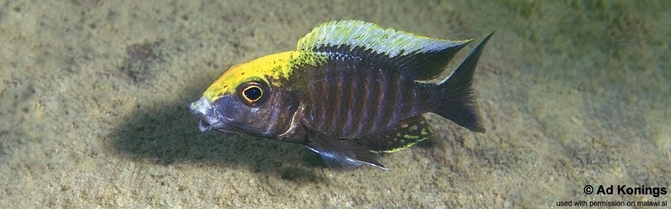 Aulonocara maylandi 'Chimwalani (Eccles) Reef'