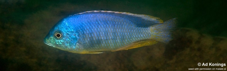 Mylochromis mollis 'Chimwalani Reef'