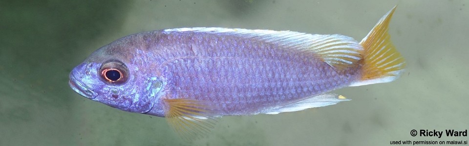 Pseudotropheus sp. 'acei' Chimwalani (Eccles) Reef